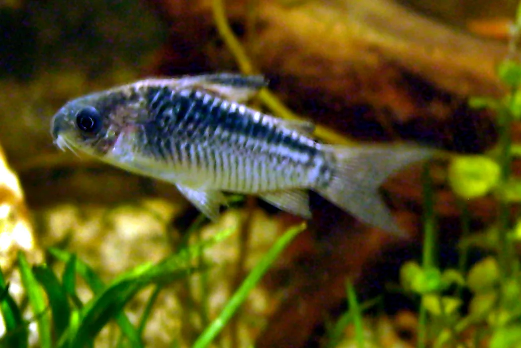 Elegant Corydoras aquarium photo