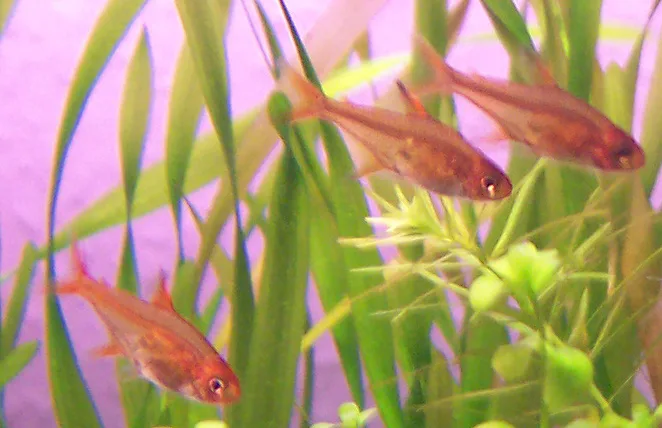 Close view of Ember Tetra (Hyphessobrycon amandae)