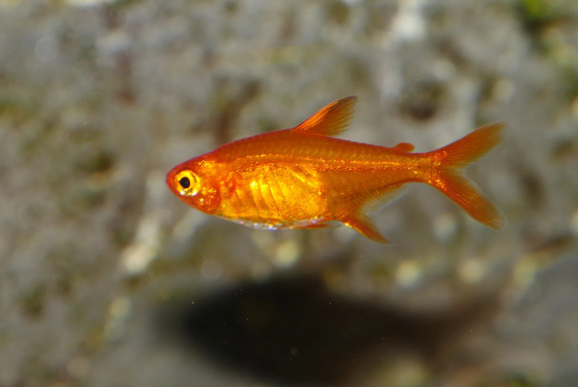Ember Tetra natural colour and form