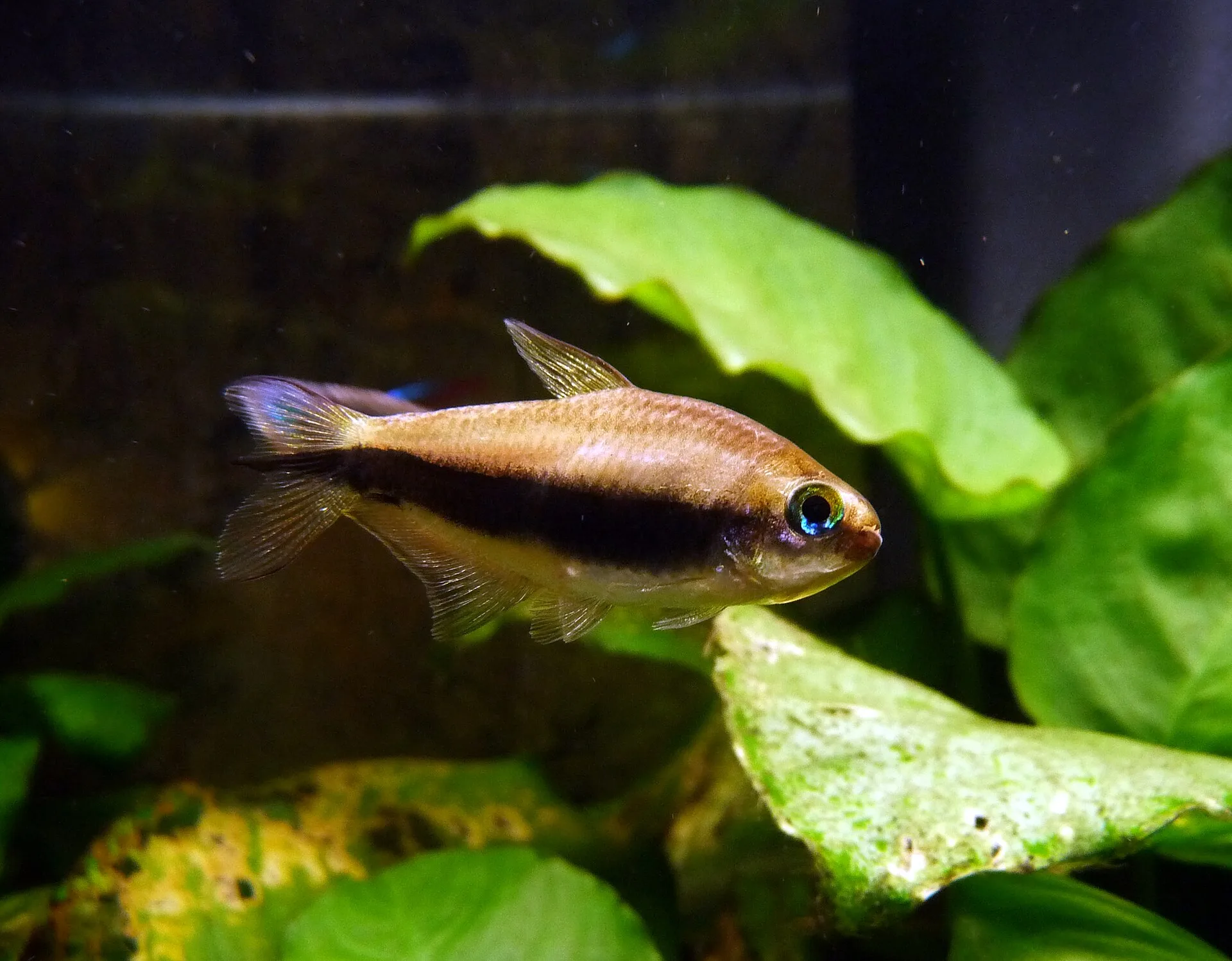 Emperor Tetra aquarium photo