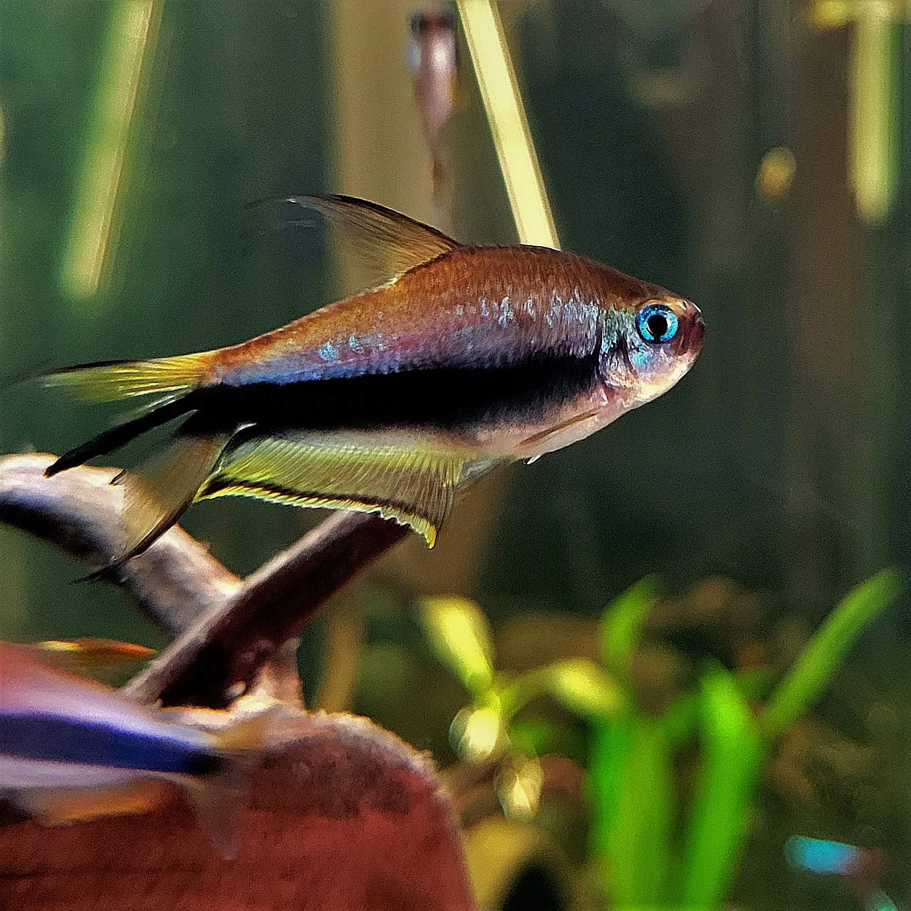 Emperor Tetra aquarium photo