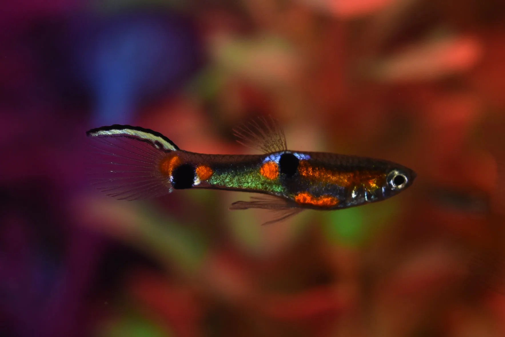 Endler’s Livebearer in aquarium