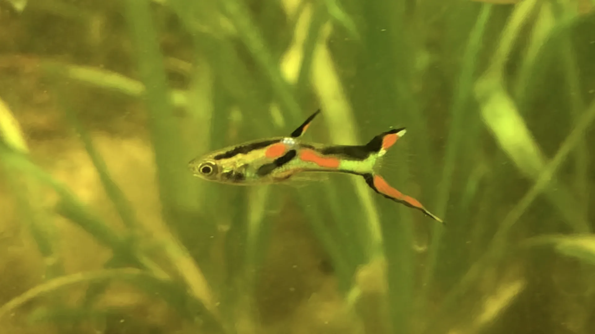 Close view of Endler’s Livebearer (Poecilia wingei)