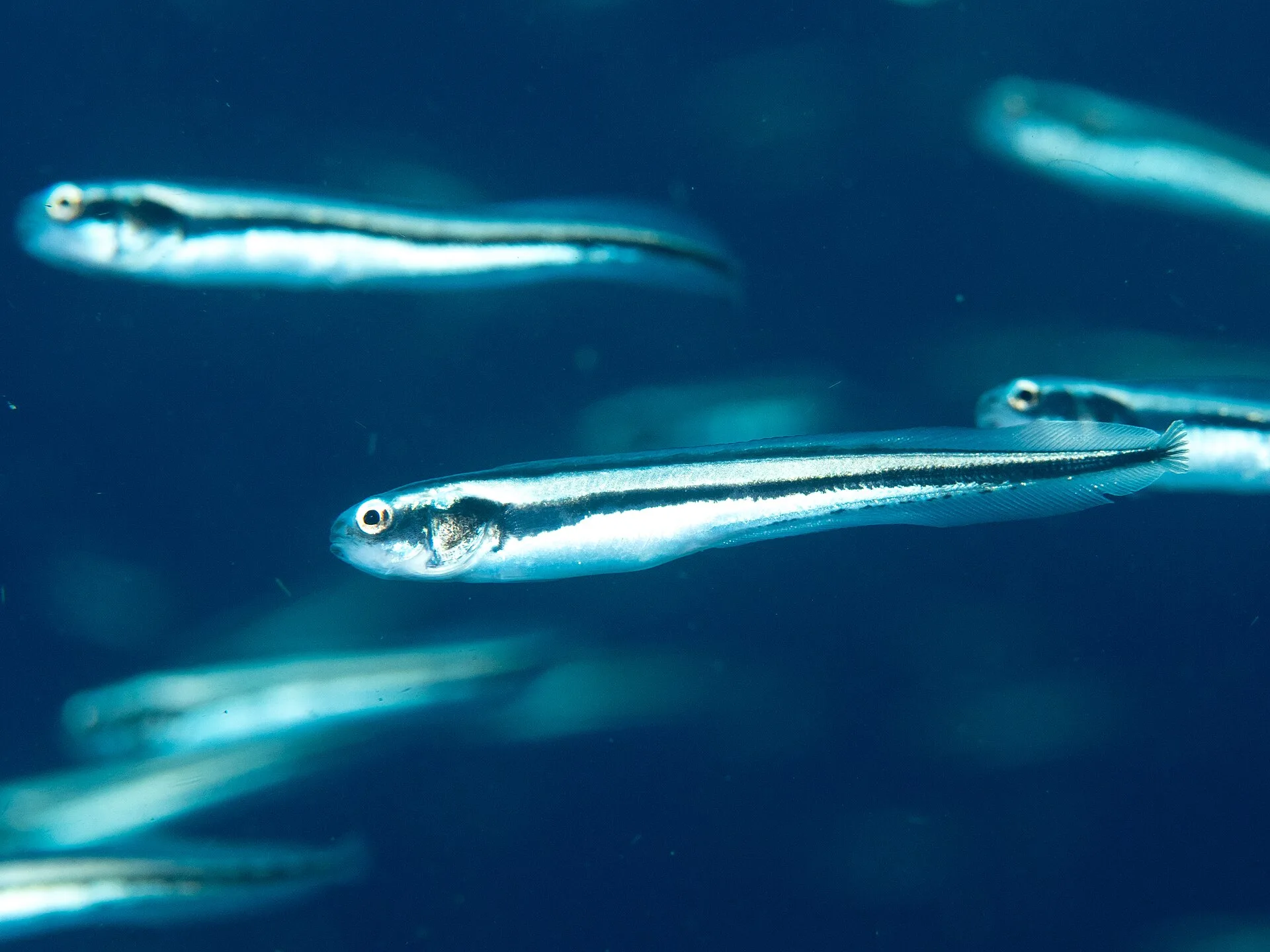 Engineer Goby (Pholidichthys leucotaenia)