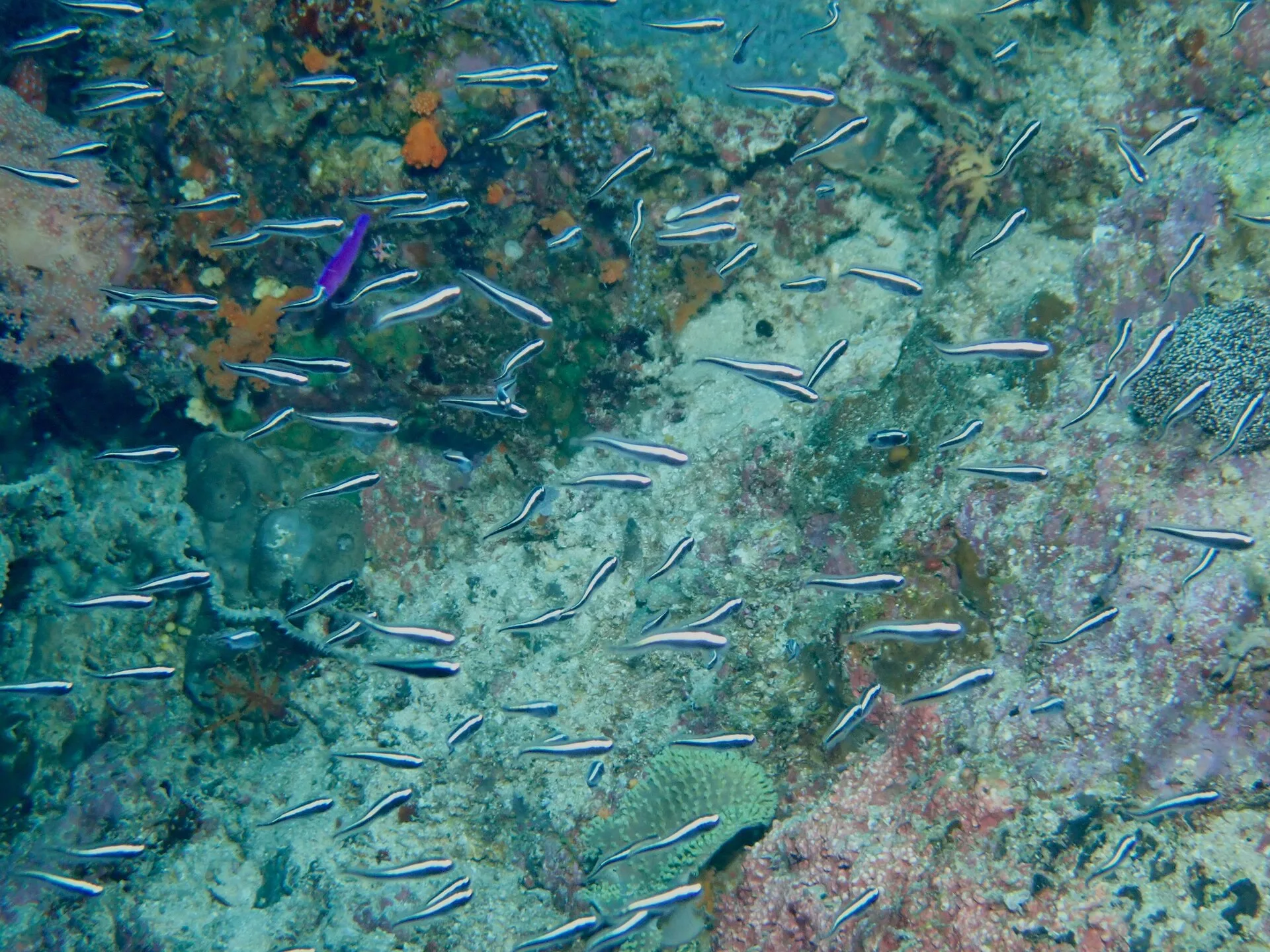 Engineer Goby on a coral reef