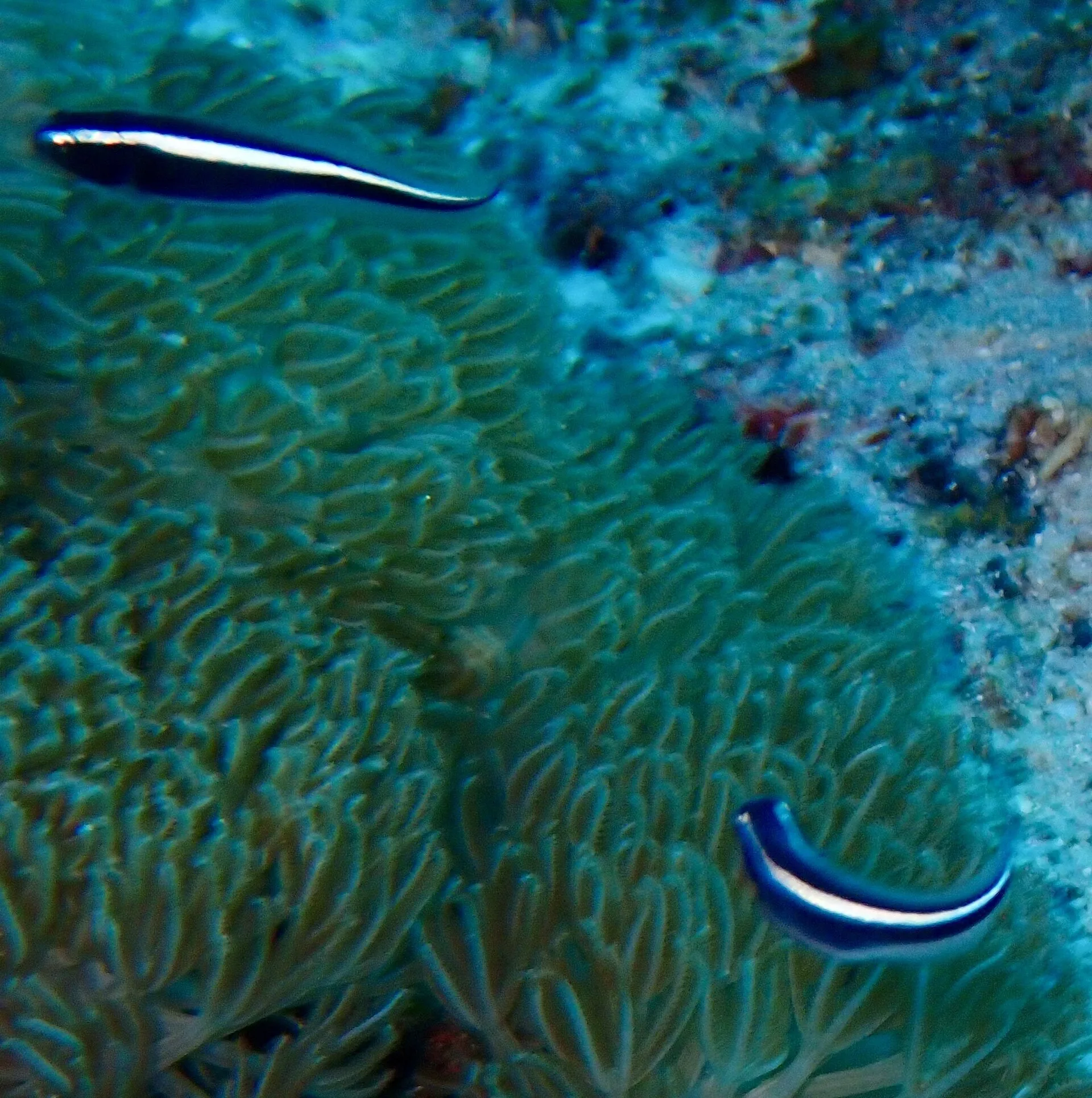 Close view of Engineer Goby (Pholidichthys leucotaenia)