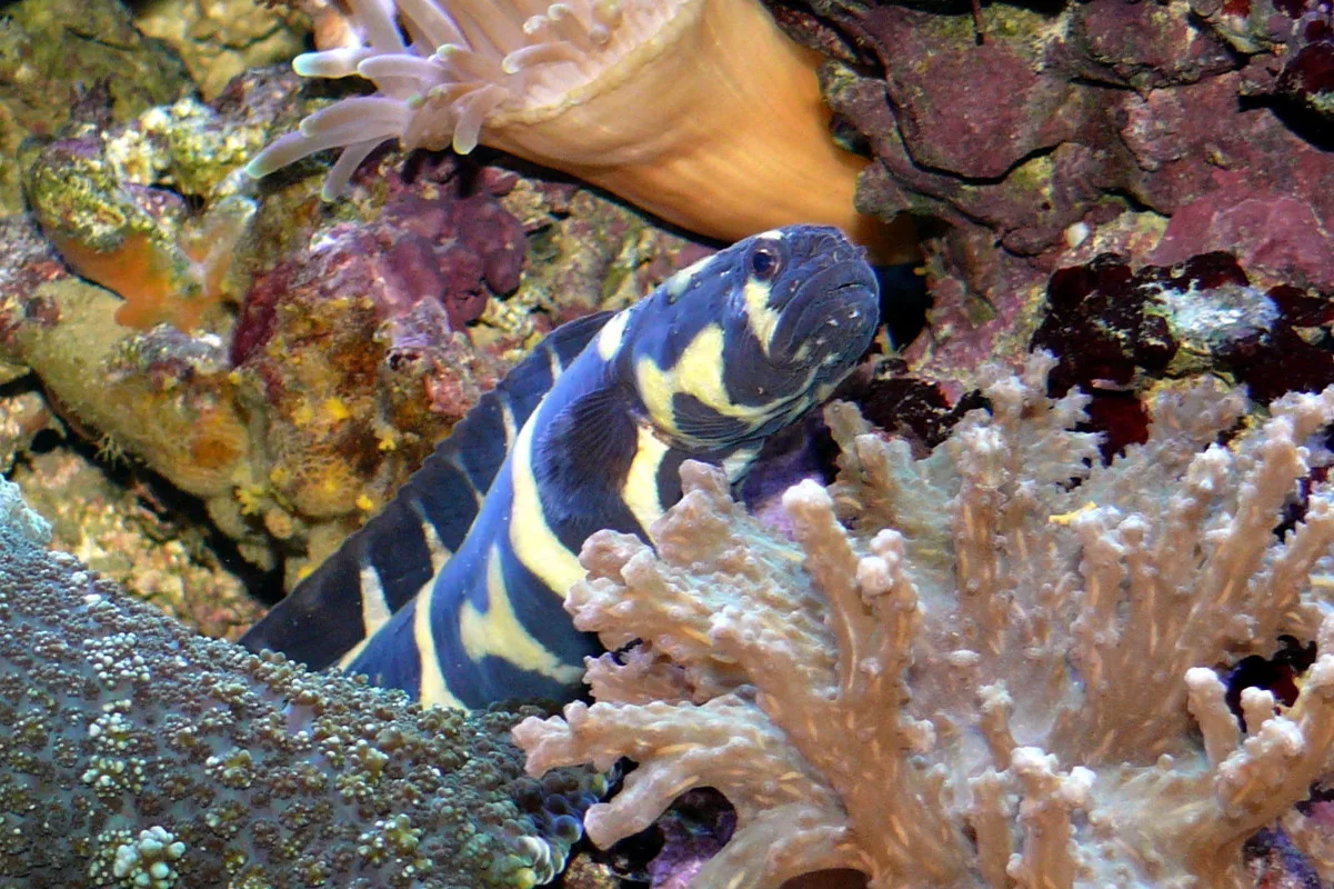 Engineer Goby showing natural colour