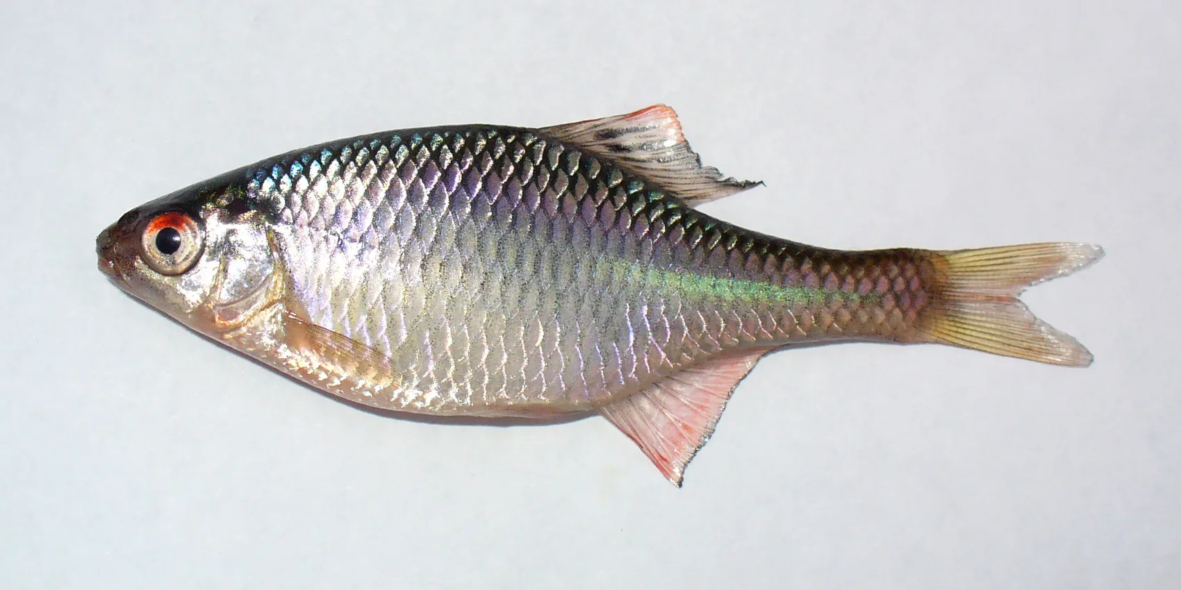 European Bitterling in aquarium