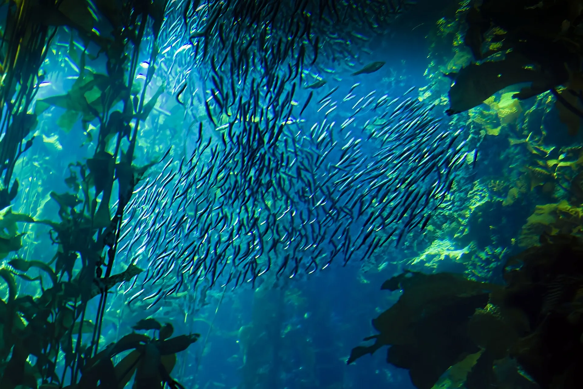 Should You Fast Aquarium Fish?