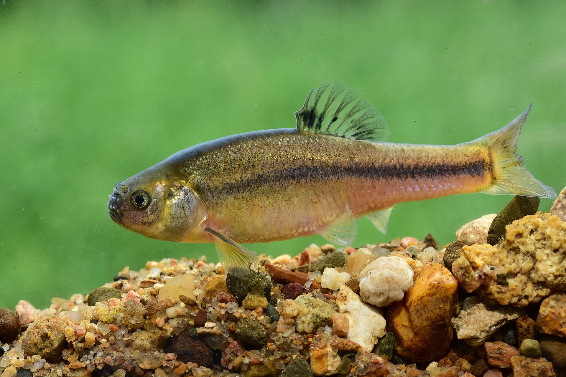 Fathead Minnow in aquarium