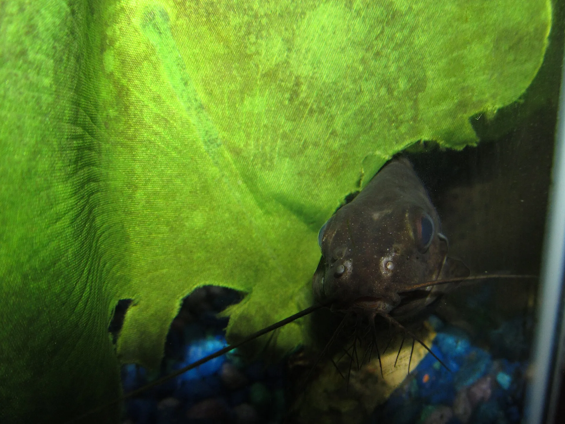 Feather-Fin Synodontis aquarium photo
