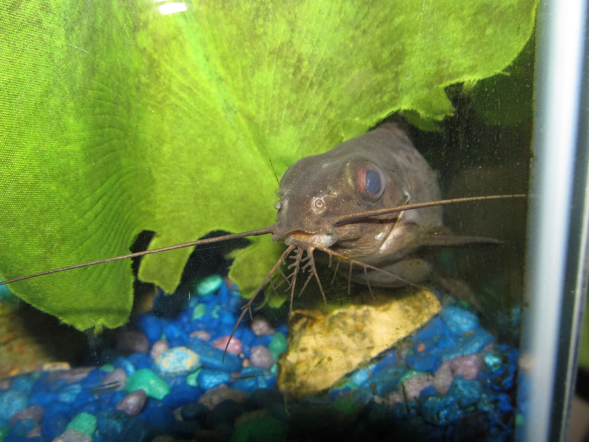 Feather-Fin Synodontis aquarium photo