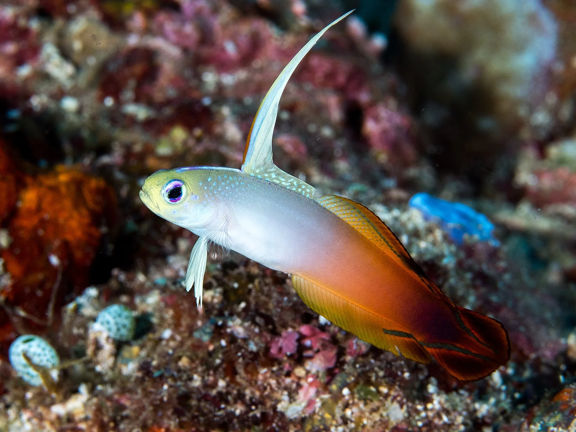 Firefish on a coral reef