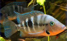 Firemouth Cichlid (Thorichthys meeki)