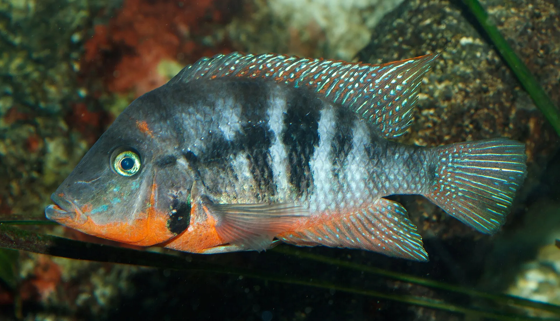 Close view of Firemouth Cichlid (Thorichthys meeki)