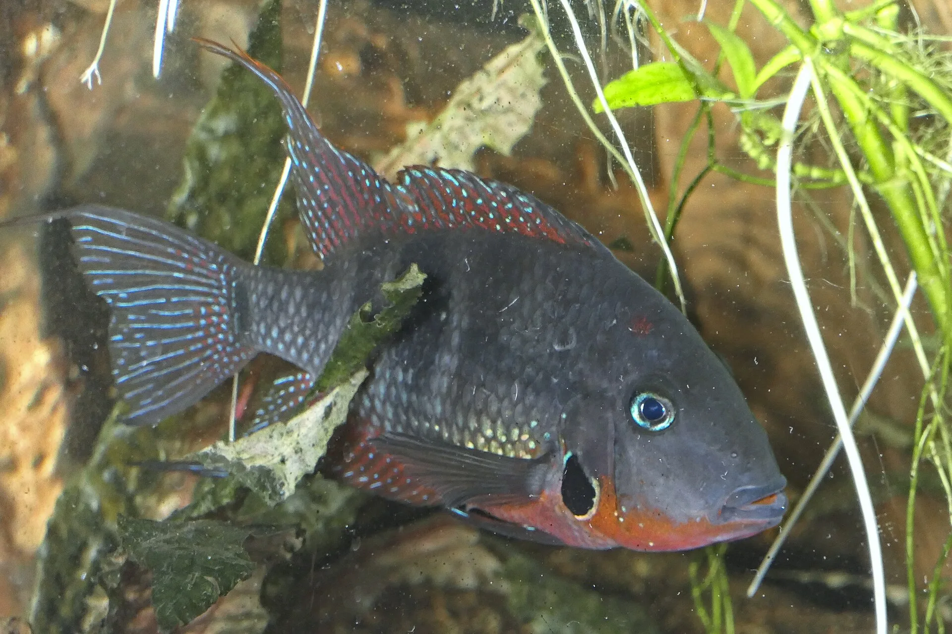 Firemouth Cichlid showing natural colour and shape