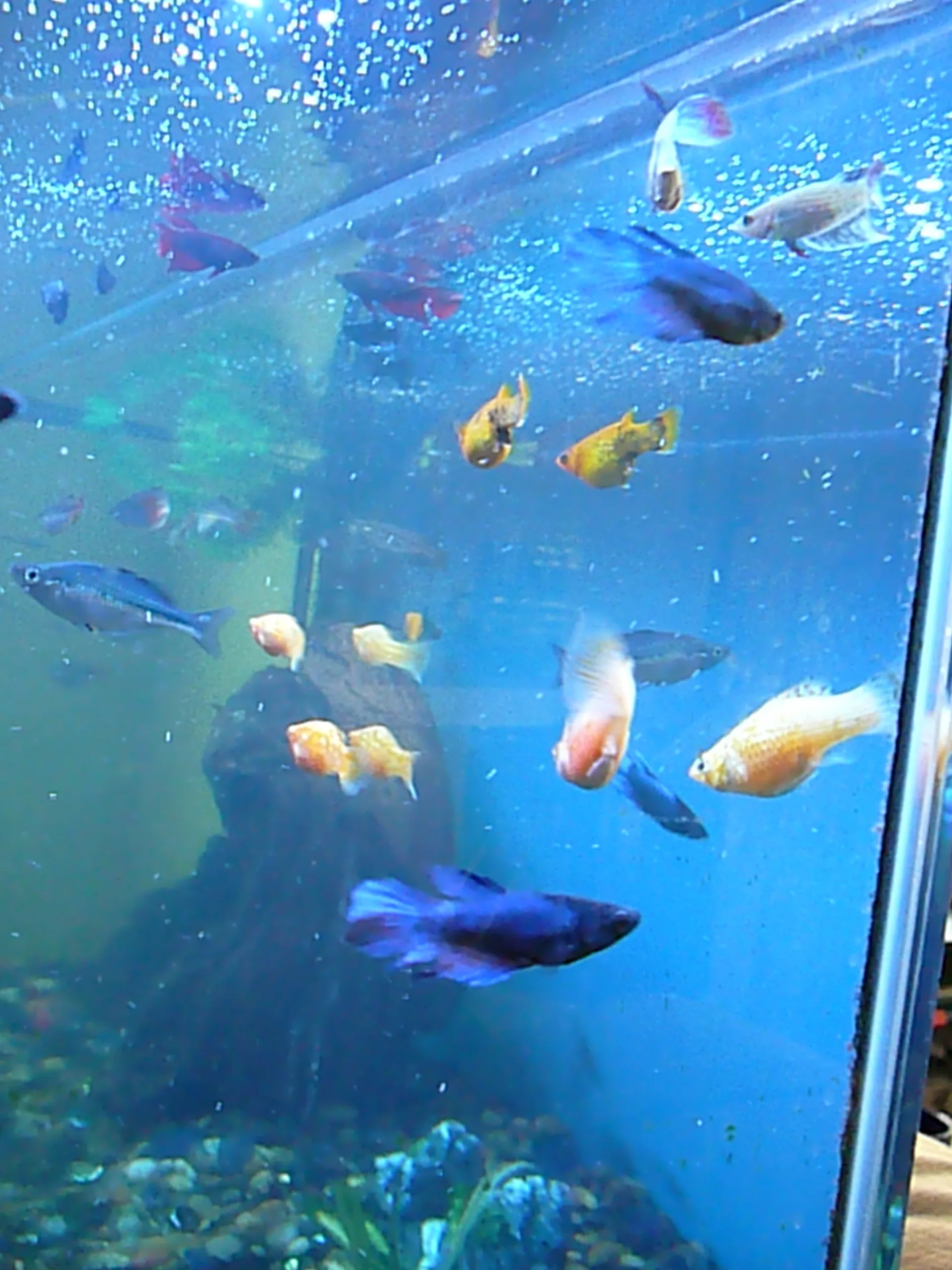 Flake vs Pellet Fish Food: Which Should You Use?