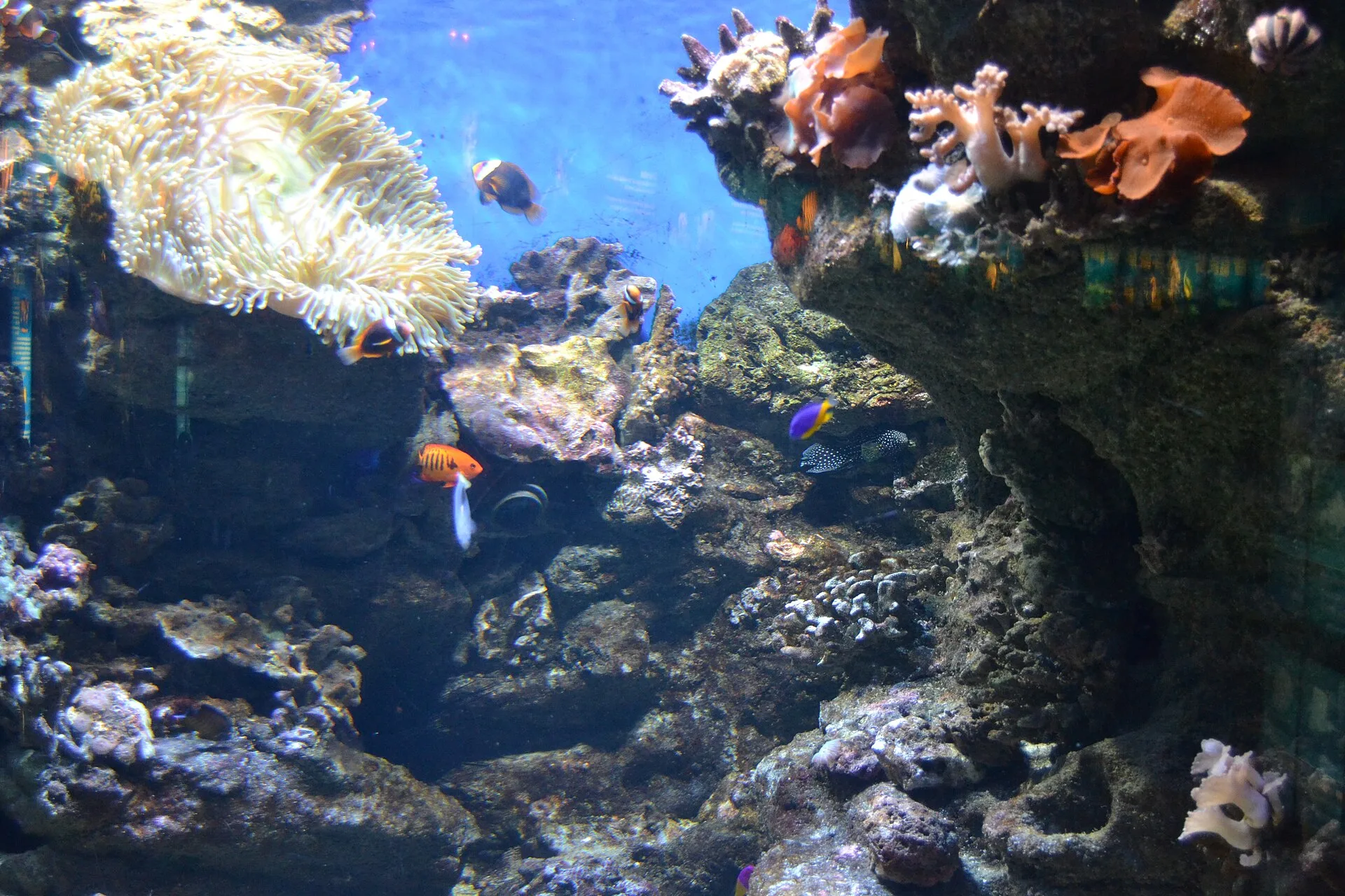 Flame Angelfish in aquarium