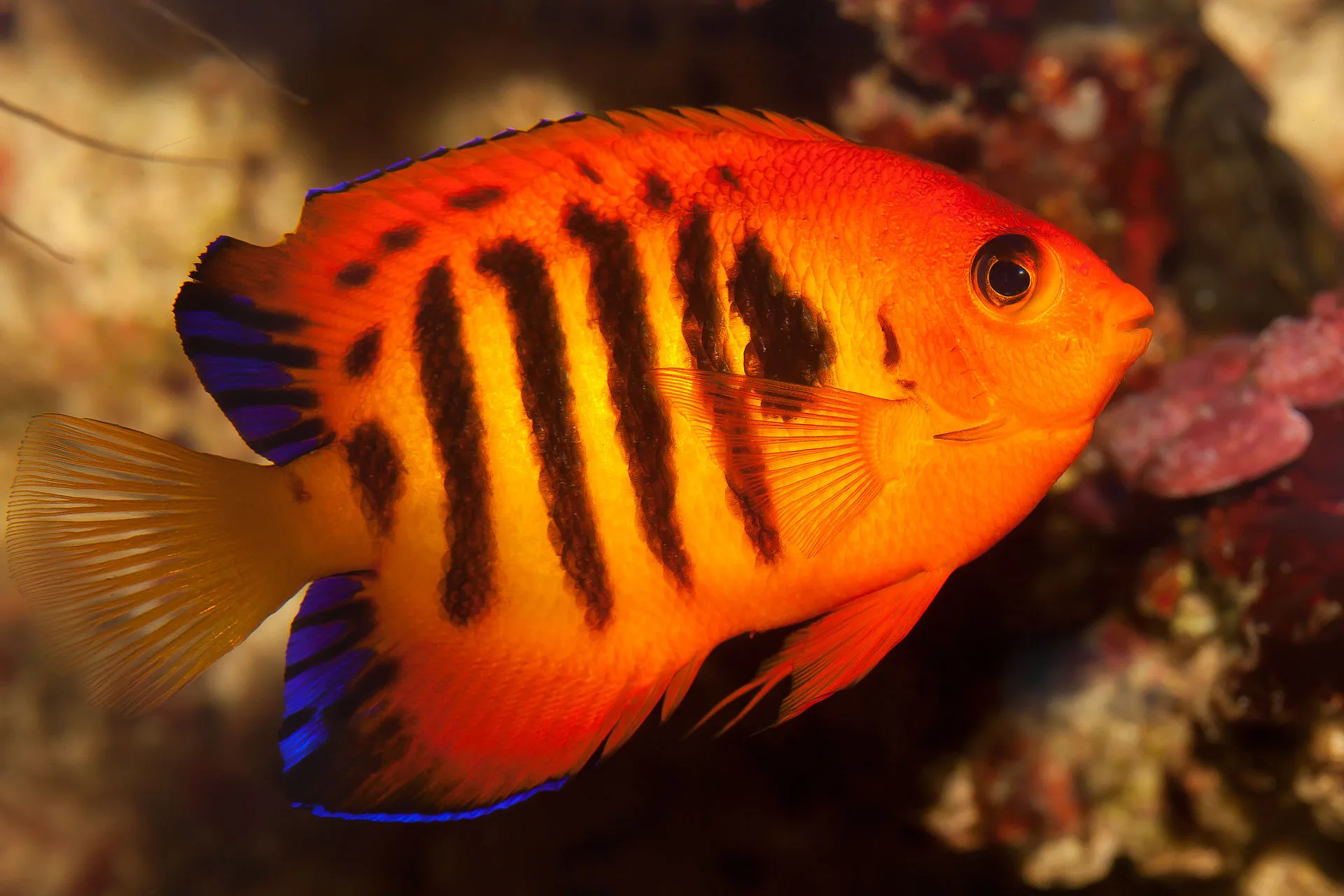Close view of Flame Angelfish (Centropyge loricula)