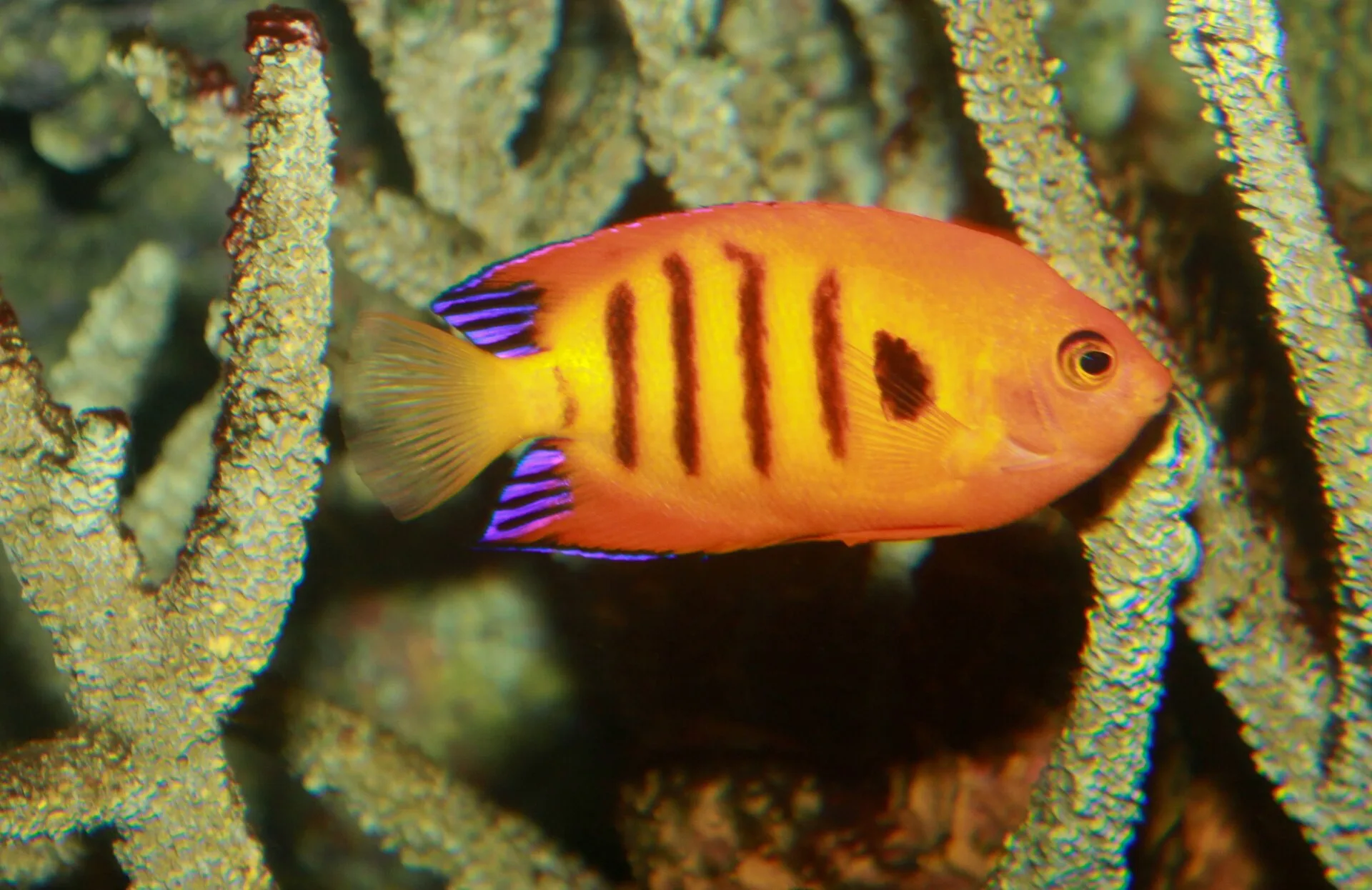 Flame Angelfish natural colour and form