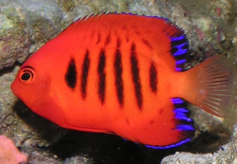 Flame Angelfish (Centropyge loricula)
