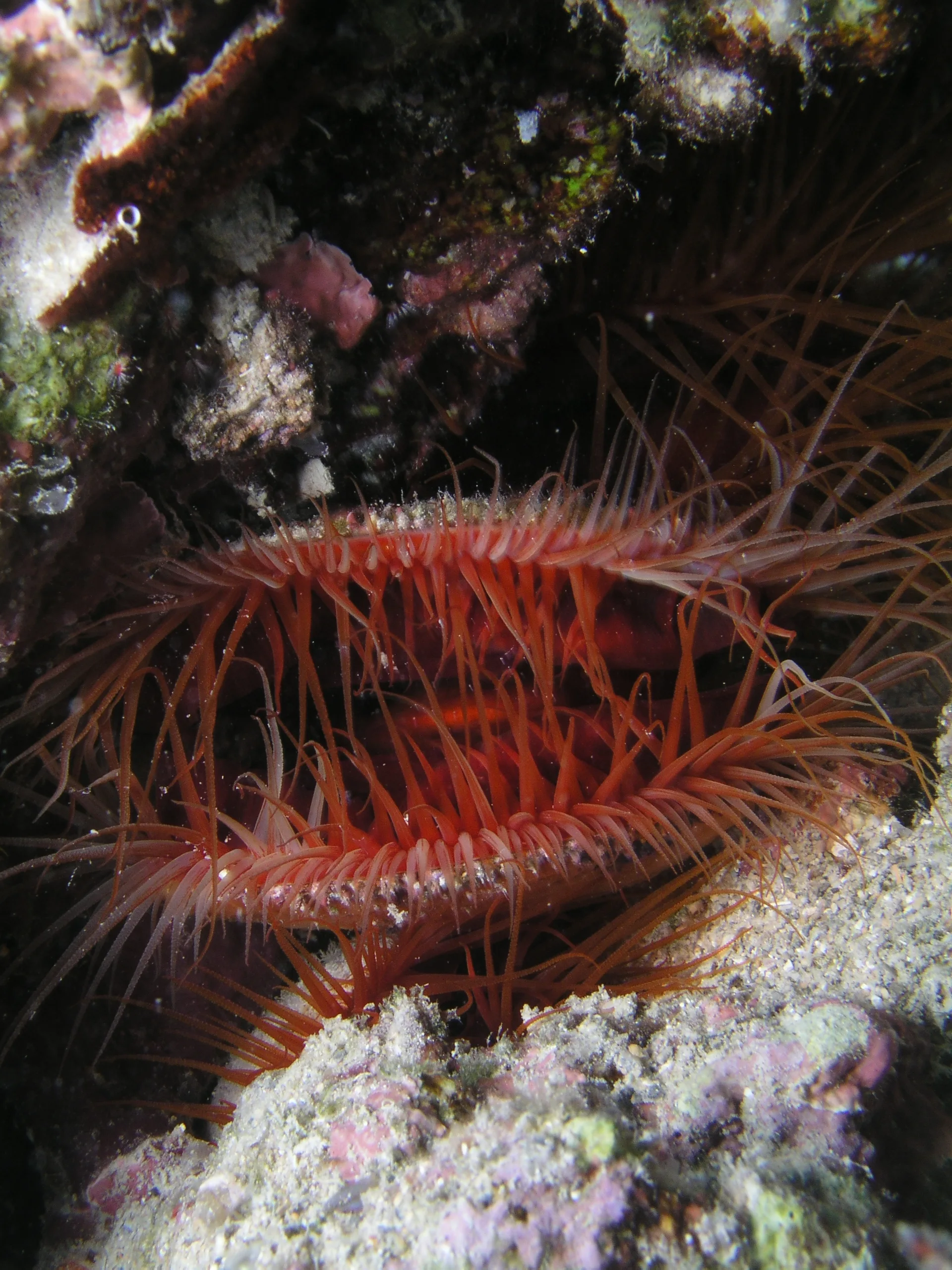 Flame Scallop aquarium photo