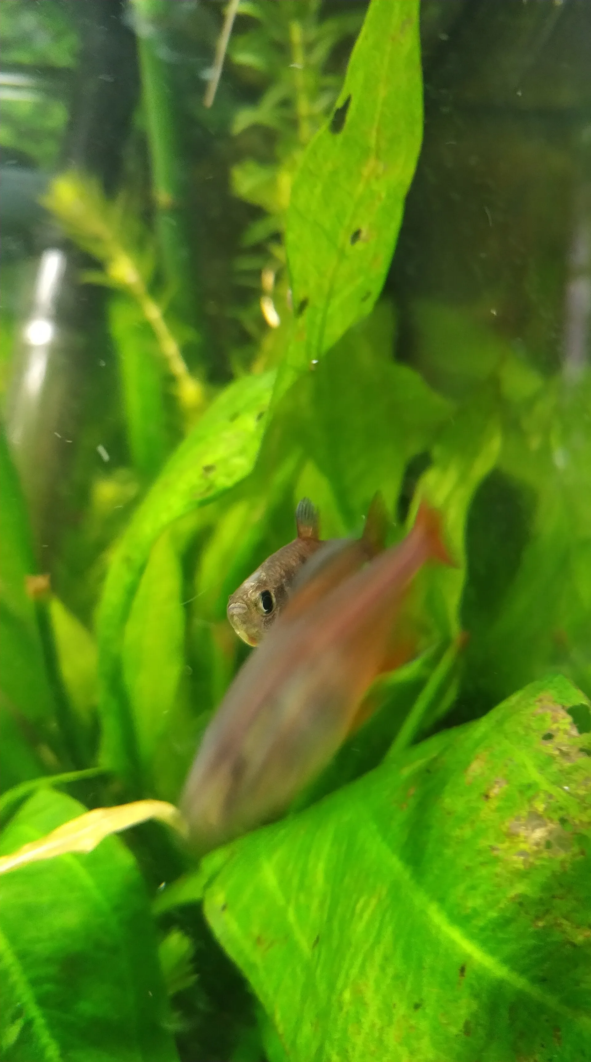 Flame Tetra (Hyphessobrycon flammeus)