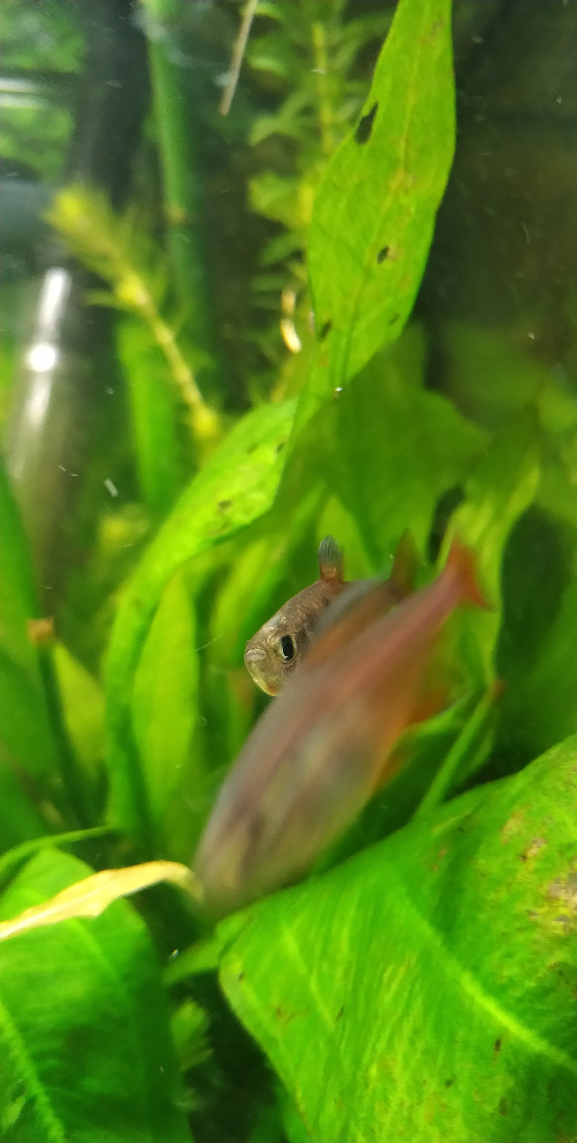 Close view of Flame Tetra (Hyphessobrycon flammeus)