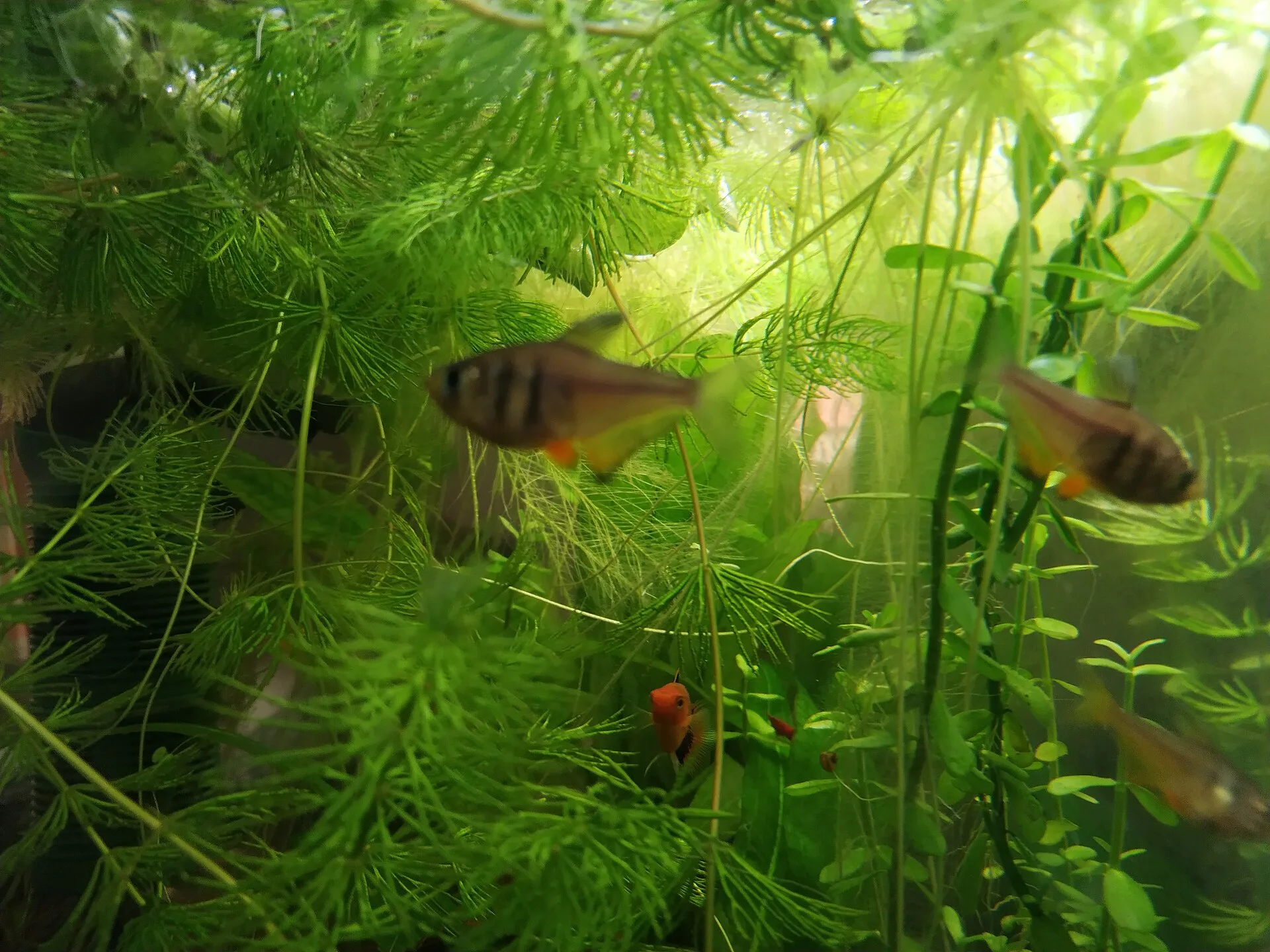 Flame Tetra showing natural colour and shape