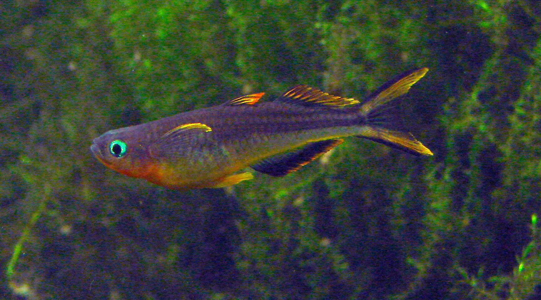 Forktail Blue-eye in aquarium