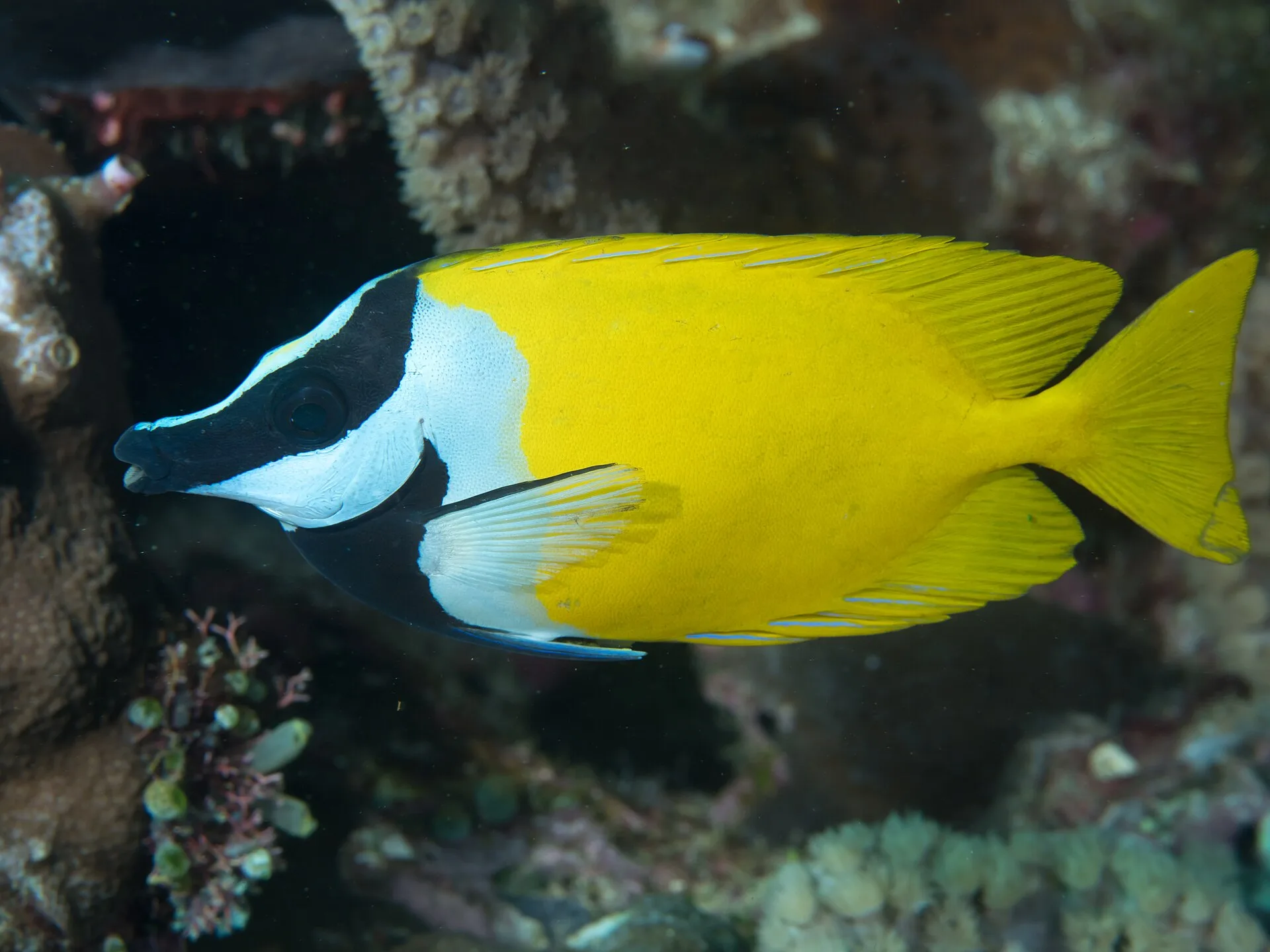 Foxface Rabbitfish (Siganus vulpinus)