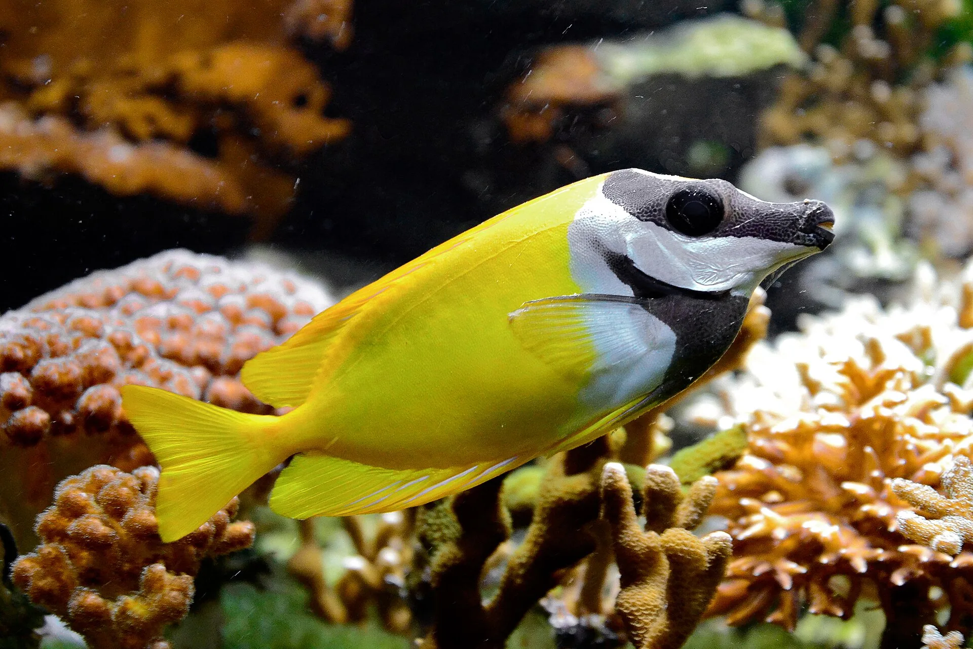 Foxface Rabbitfish in aquarium