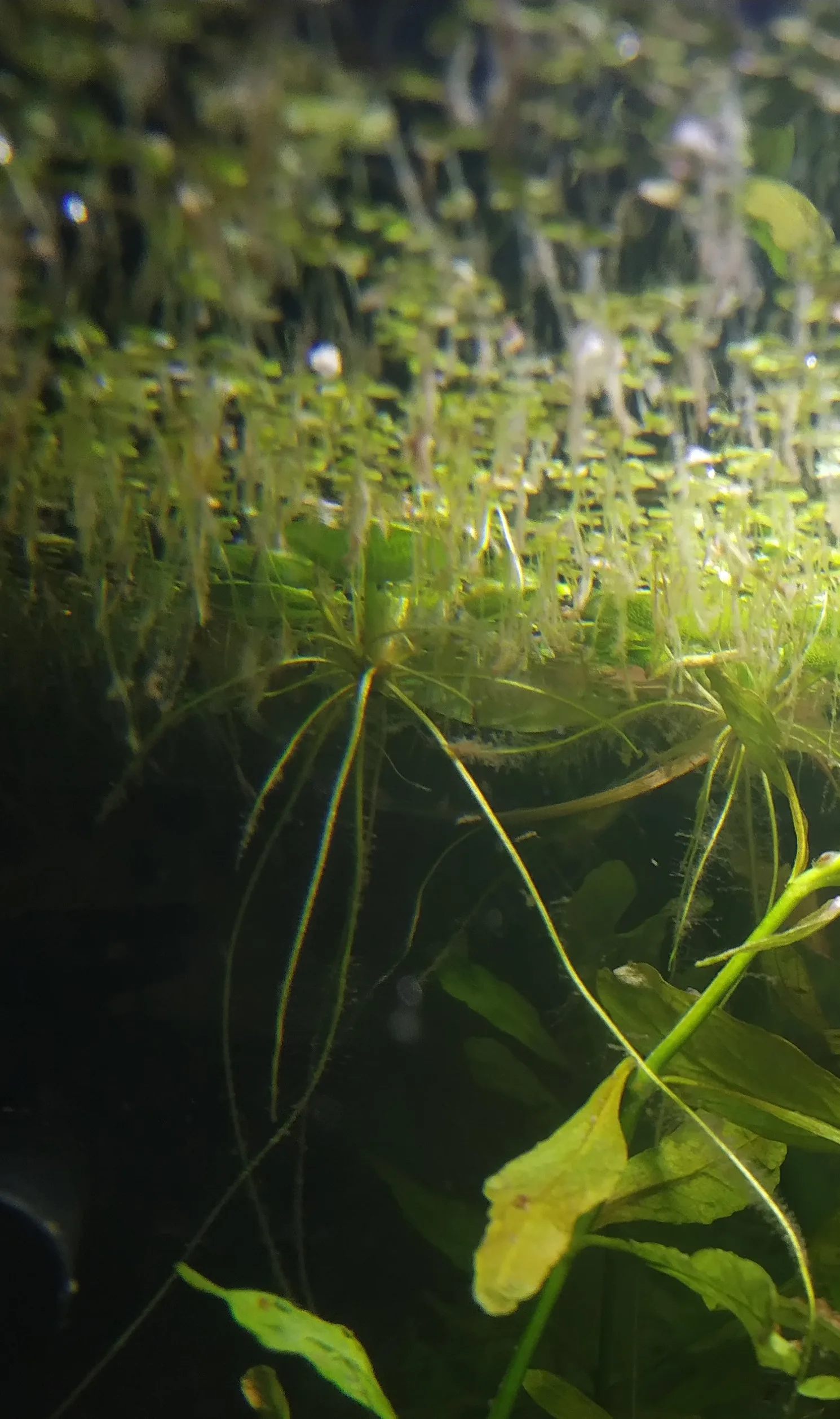 Amazon Frogbit in aquarium