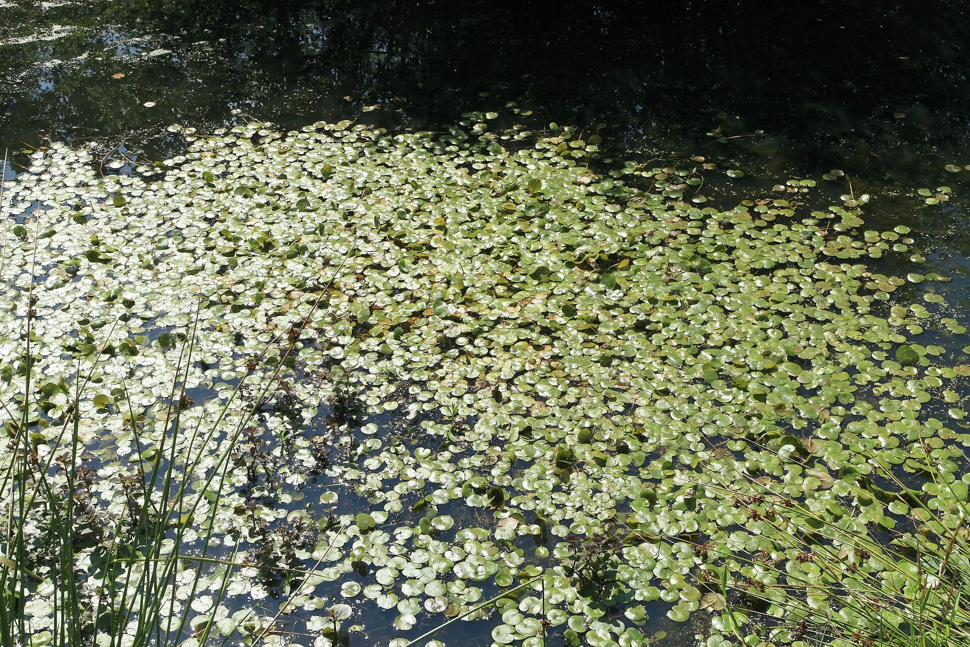 Amazon Frogbit natural colour and form