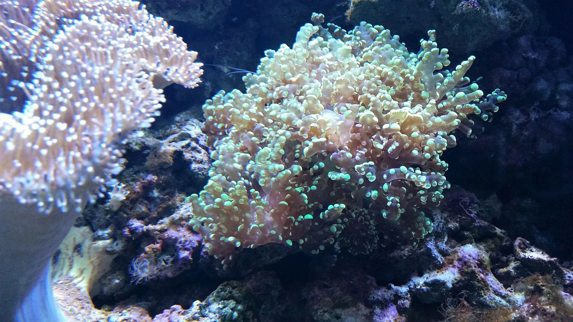 Frogspawn Coral in a reef aquarium