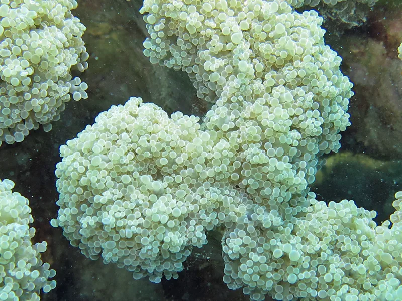 Close view of Frogspawn Coral (Euphyllia divisa)