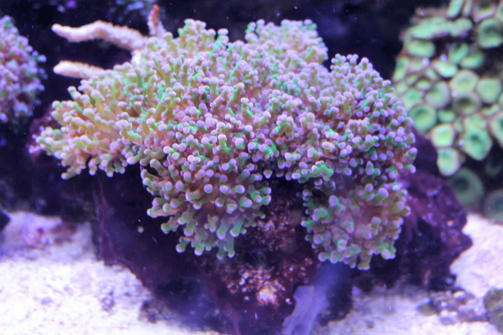 Frogspawn Coral polyp and tissue detail