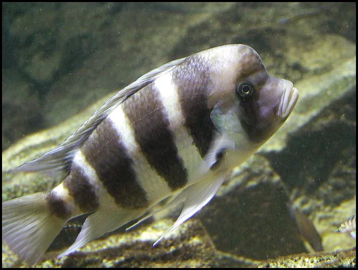 Frontosa (Cyphotilapia frontosa)