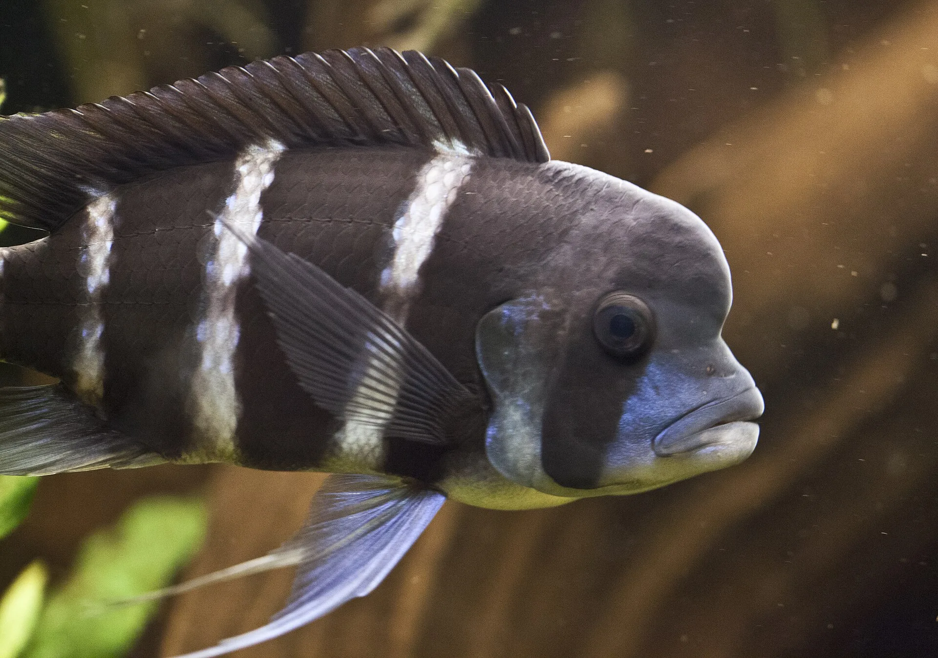 Frontosa in a freshwater aquarium