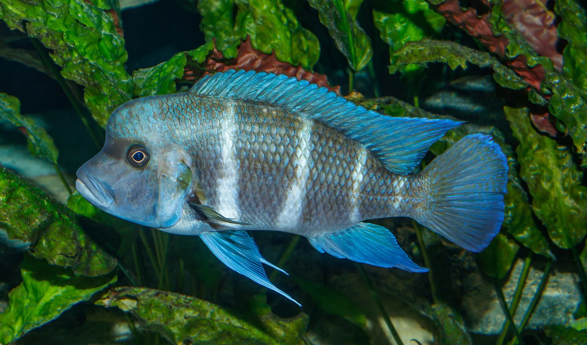 Close view of Frontosa (Cyphotilapia frontosa)