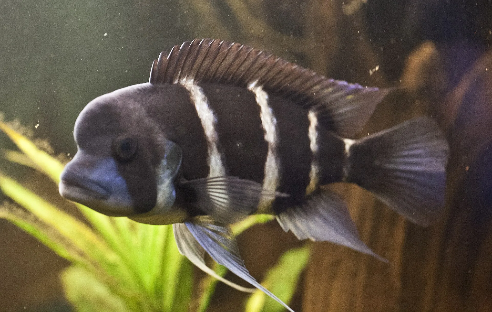 Frontosa showing natural colour and shape