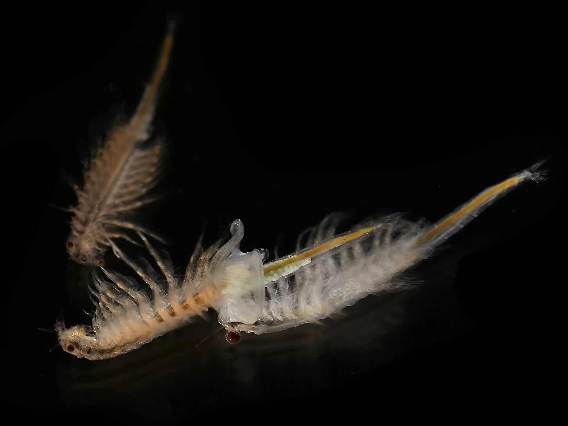 Baby Fish (Fry) First Foods: What to Feed Newborns