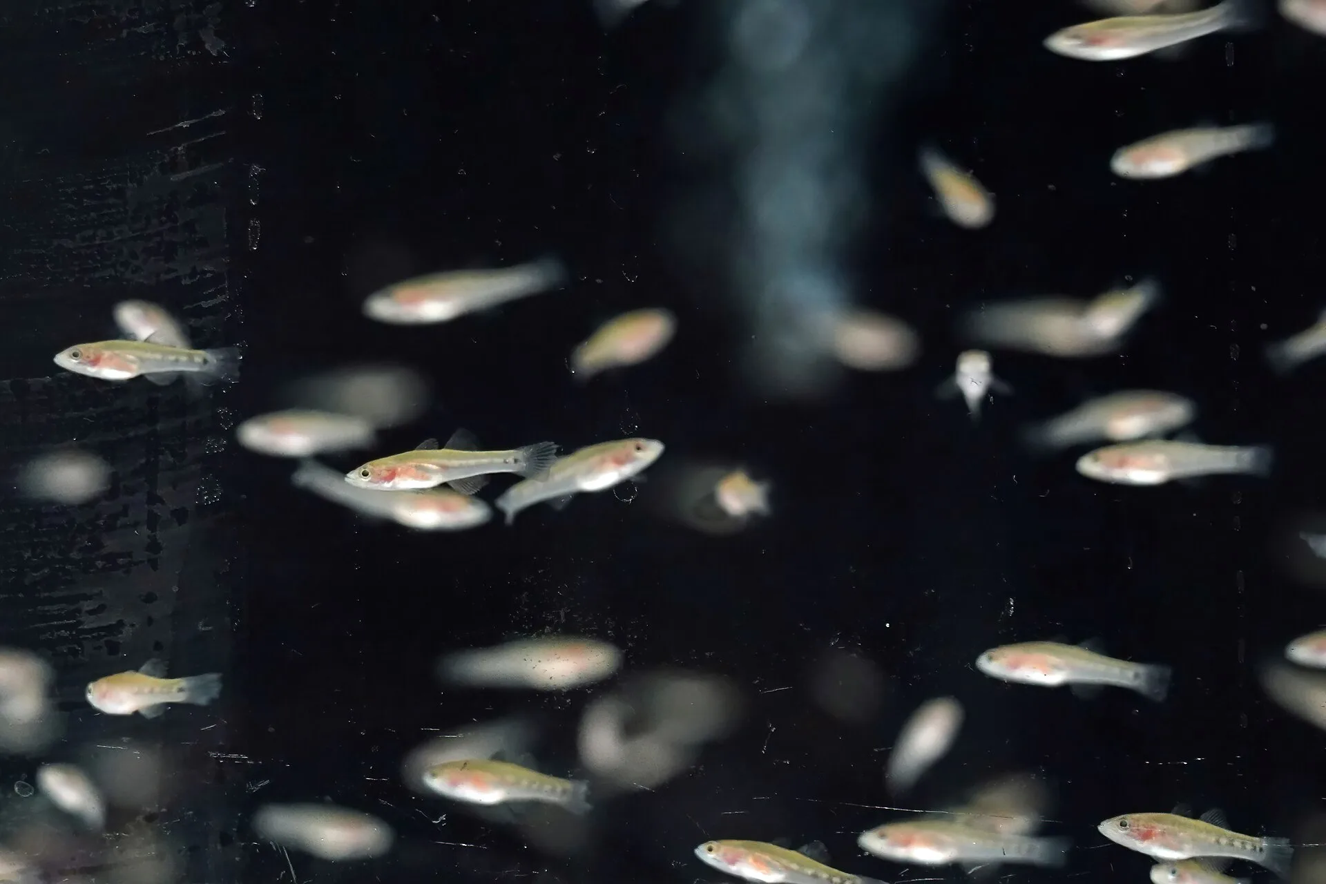Livebearer fry in an aquarium