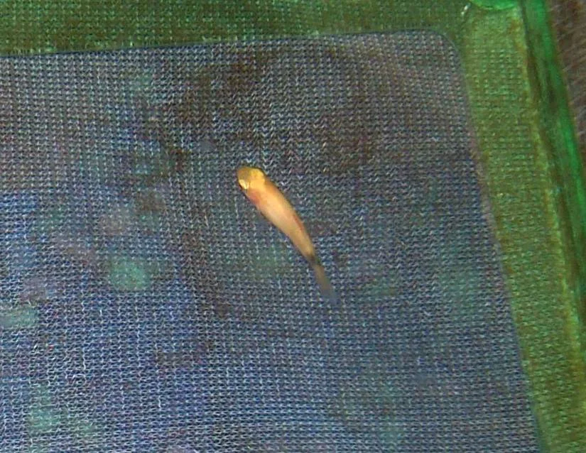 Young fish that need micro foods