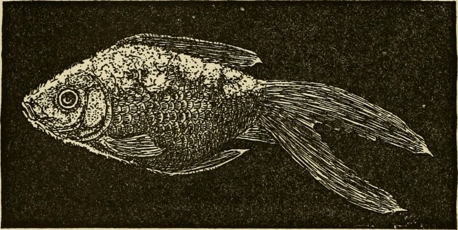 Fungal Infections on Aquarium Fish