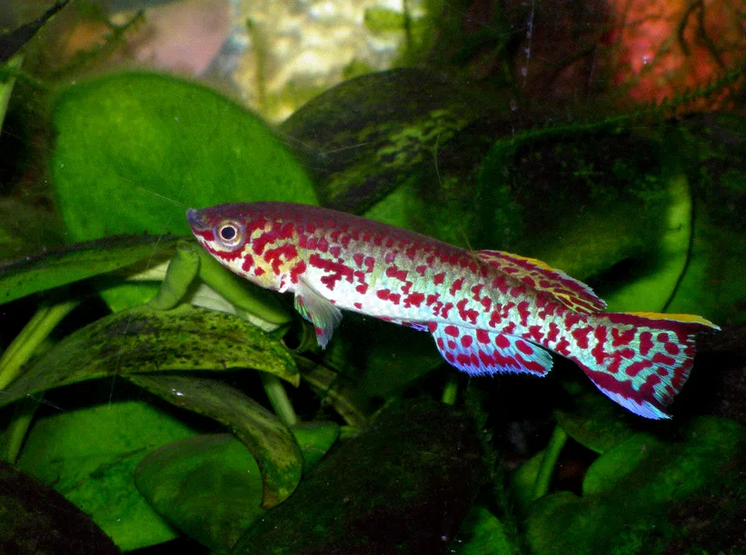 Gardner’s Killifish aquarium photo