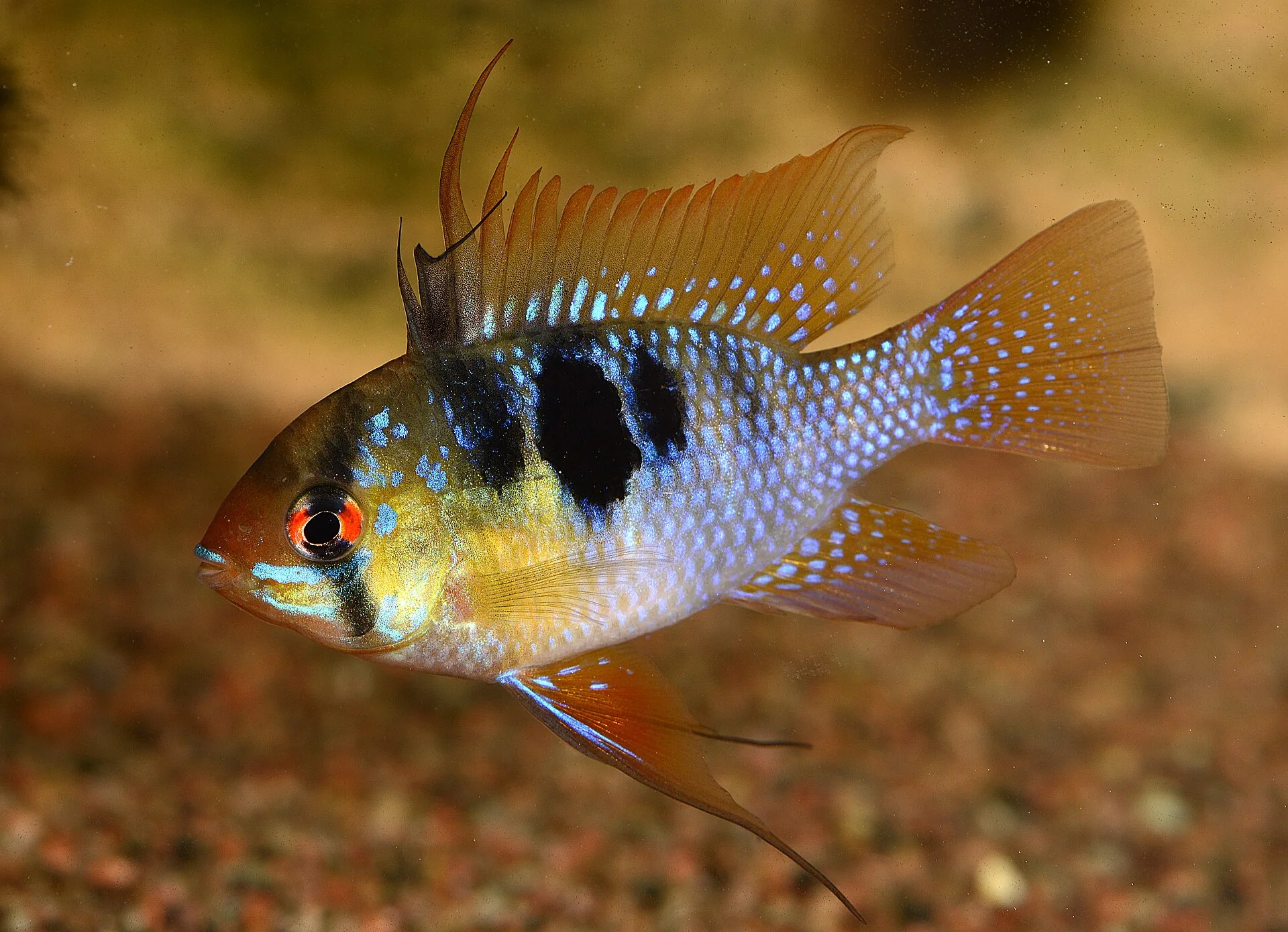 German Ram aquarium photo