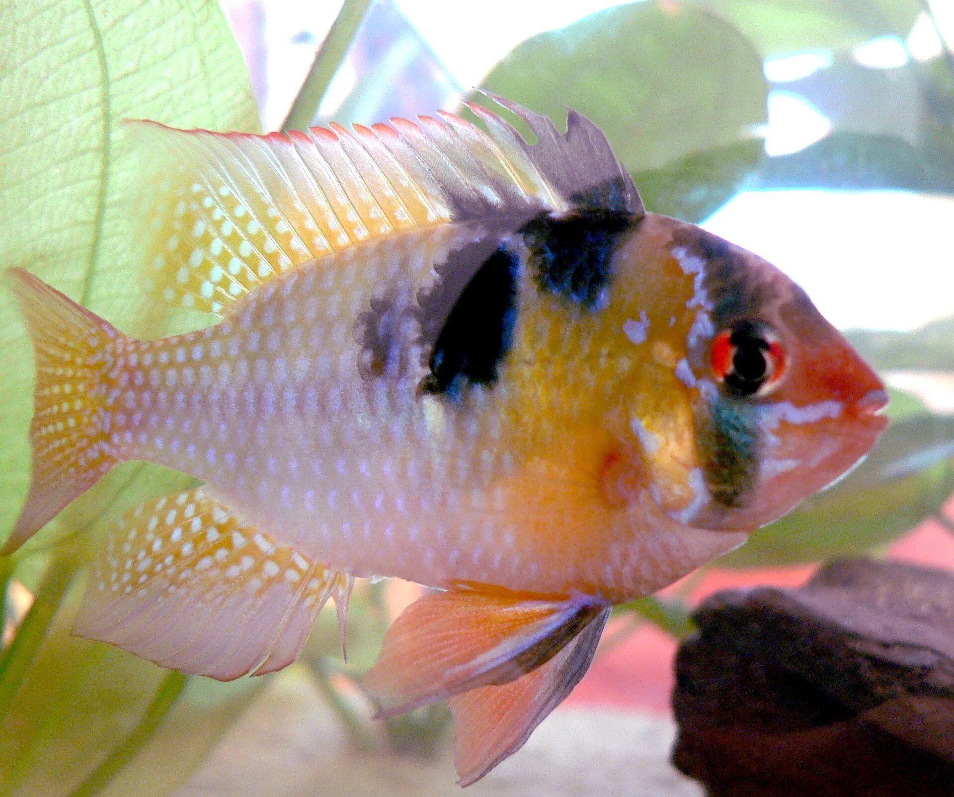 German Ram aquarium photo