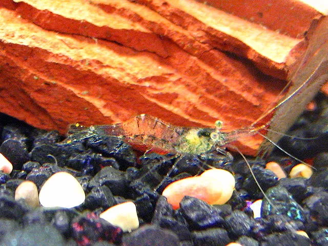 Ghost Shrimp in aquarium