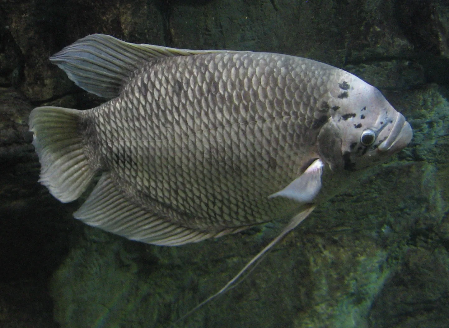 Giant Albino Gourami aquarium photo